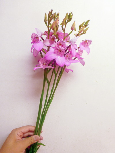 ディサ　アーティスト